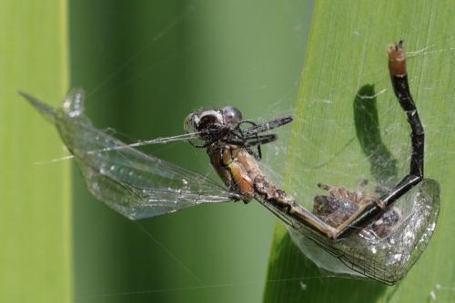 Erythromma najas